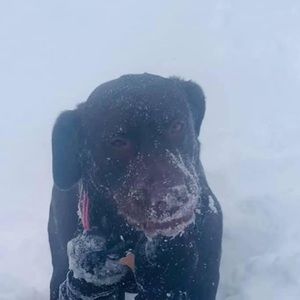 Meet your Posher, Ronnie